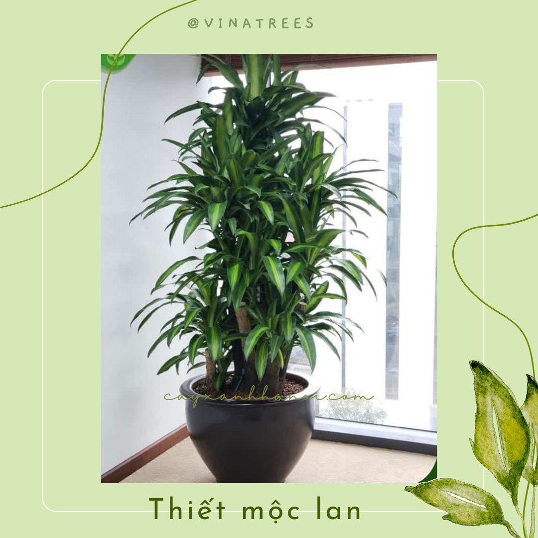 Cây Cảnh "Vua Trấn Trạch": Vì Sao Giới Nhà Giàu Ưu Tiên Trồng 1 Chậu Này Hơn Cả 10 Chậu Kim Tiền?